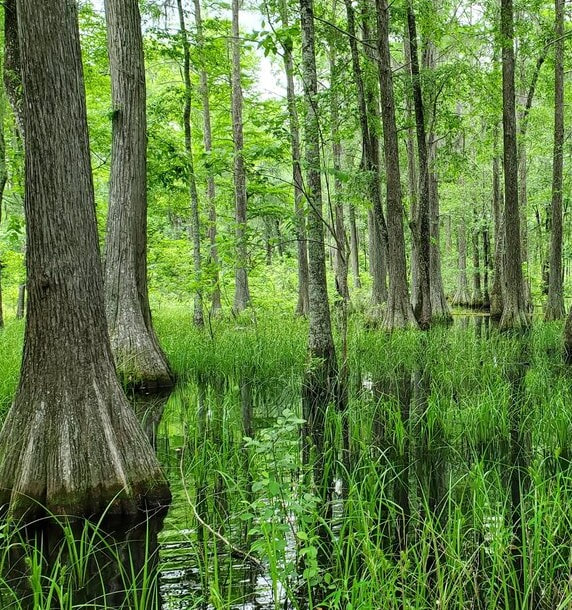 Cypress bog with trees and standing water
